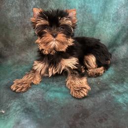 LB girl 1 pink - Blue and gold female Yorkshire Terrier puppy in Alburnett, Iowa from Hobbs Shire Yorkies