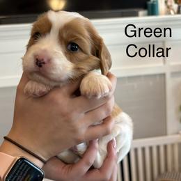 Maize - Blenheim female Cavapoo puppy in Smithfield, Utah from Shoemaker Farm & Cavapoo Kennel