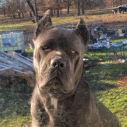 Agony - Cane Corso