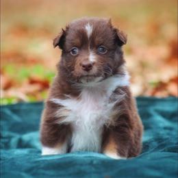 Australian Shepherd Puppies from Circle P Farm