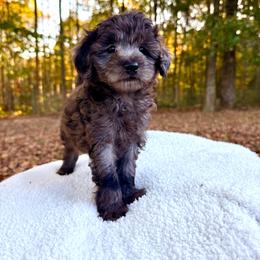 Dean - Blue merle male Aussiedoodle puppy in Science Hill, Kentucky from Southern Paws Kennels