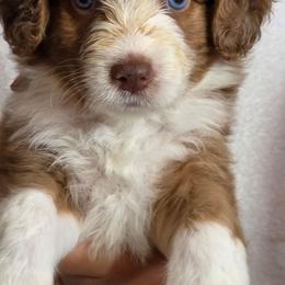 Queso - Apricot female Aussiedoodle puppy in Lithia, Florida from Waterford Doodle Farm