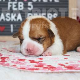 Chena - Fawn and white female American Corgi puppy in Sedro Woolley, Washington from Patriot Corgis