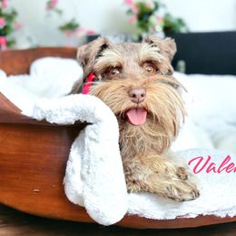 Valencia - Miniature Schnauzer