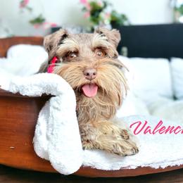 Valencia - Miniature Schnauzer