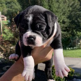 Luke - Black and white Boston Terrier puppy in Elkview, West Virginia from Almost Heaven Boston Terriers