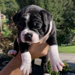 Luke - Black and white Boston Terrier puppy in Elkview, West Virginia from Almost Heaven Boston Terriers