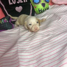 Layla - Cream female Dachshund puppy in Lake City, Florida from My Ditzy Doxies of Florida