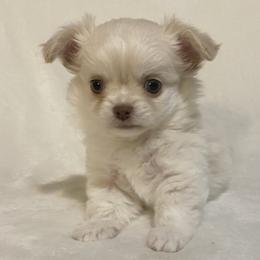 Chihuahuas, Dachshunds, and Poodles from Lane’s Little Longhairs