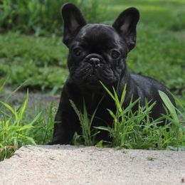 French Bulldog Puppies from Yukon Golden Retrievers and French Bulldogs