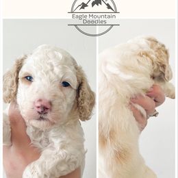 Goldendoodle Puppies from Eagle Mountain Doodles