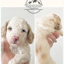 Goldendoodle Puppies from Eagle Mountain Doodles