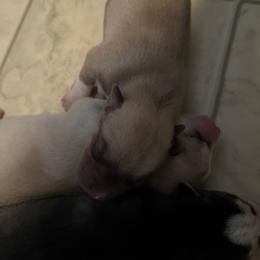Gaffgarion - Red and white male Siberian Husky puppy in Bangs, Texas from Final Siberians