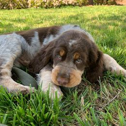 English Springer Spaniel Puppies from vom King-Charles
