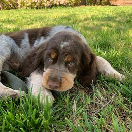 English Springer Spaniel Puppies from vom King-Charles