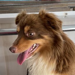 Reba - Toy Australian Shepherd