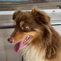 Reba - Toy Australian Shepherd