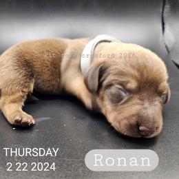 Dachshund Puppies from Wayward Home Dachshunds