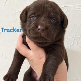 Tracker - Chocolate male Labrador Retriever puppy in Tomahawk, Wisconsin from Mahner Labs