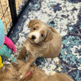 Halo - Apricot female Goldendoodle puppy in Wharton, Texas from Little Fur Friends
