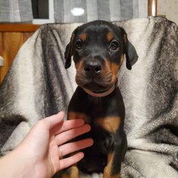 Doberman Pinscher Puppies from Makkr Ridge Dobermans LLC