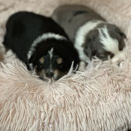 Miniature Australian Shepherd Puppies from SR Toy & Mini Aussies