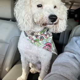 Lemon - Poodle