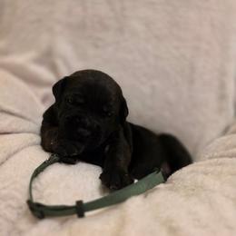 Green Collar - Black brindle male Cane Corso puppy in Pylesville, Maryland from Safe Haven Cane Corso
