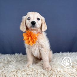 Peach - Cream female Companion Cross puppy in Utah County, Utah from Big Hearted Breeders