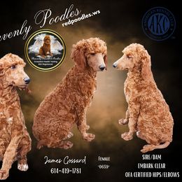 Poodle Puppies from Heavenly Poodles