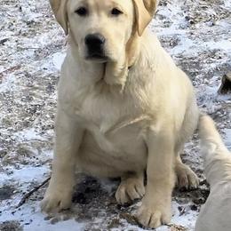 Girl 1 - Yellow female Labrador Retriever puppy in Salisbury, Massachusetts from Ryanhaus Kennel