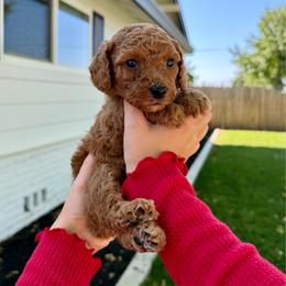 Huck - Apricot male Assorted Doodle Crosses puppy in Marysville, California from Dailey Doodles and Dachshunds