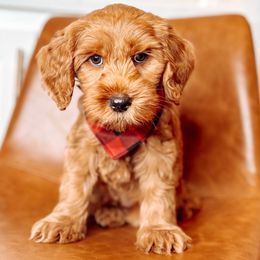 Otis Redding - Black male Australian Labradoodle puppy in Decatur, Alabama from Southern Meadows Doodles