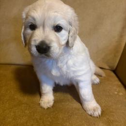 No collar - Light golden female Golden Retriever puppy in Barbourville, Kentucky from Home Sweet Home English Goldens