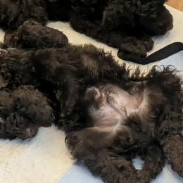 Australian Labradoodles from Pawlite Best Friends
