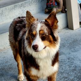Dixie - Australian Shepherd