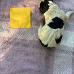 Olandria - Blue ticked and tan female Bluetick Coonhound puppy in Belton, South Carolina from Broadway Oak Kennels