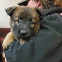 Belgian Tervuren Puppies from Chenil du Loup des Bois