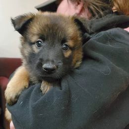 Belgian Tervuren Puppies from Chenil du Loup des Bois