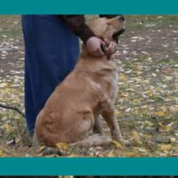 Haven - Golden Retriever