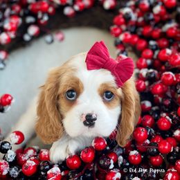 Cavalier King Charles Spaniel and Poodle Puppies from Red Skye Cavaliers