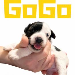 GoGo - Sable female Chinese Crested puppy in Destin, Florida from Fairy Tale Cresteds