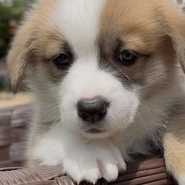 Pembroke Welsh Corgi Puppies from Crown Legacy Pembroke Corgis