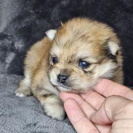 Quil - Cream sable male Pomeranian puppy in Laredo, Texas from SASH Poms
