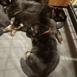 German Shepherd Puppies from McGarry German Shepherds