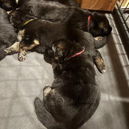 German Shepherd Puppies from McGarry German Shepherds