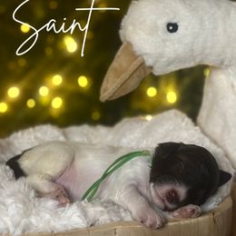 Saint - Parti male Assorted Doodle Crosses puppy in West Monroe, Louisiana from Southern Haven Doodles