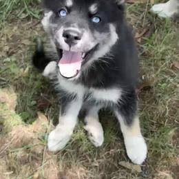 Dee - Black and white female Siberian Husky puppy in Union Grove, Alabama from Southern Siberian Life