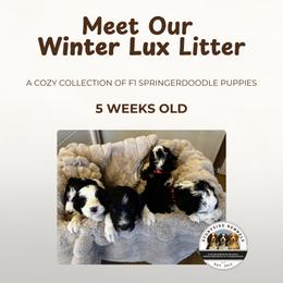 Springerdoodle puppies from Storyside Kennels