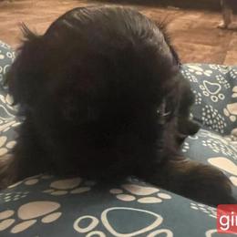 Girl 1 - Black and tan female Shih Tzu puppy in Norris City, Illinois from Dainty and Darling Shih Tzu